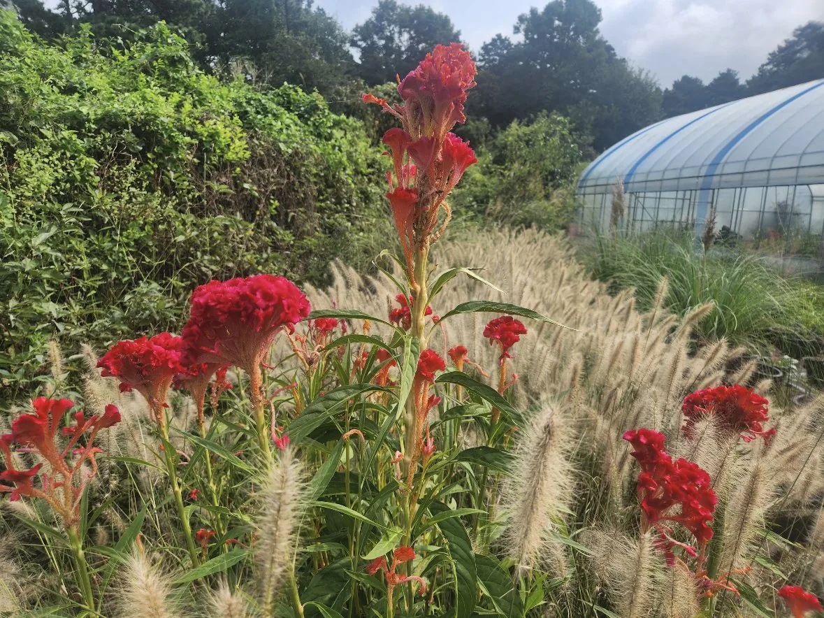 자이언트맨드라미